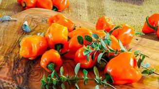 A Versatile Ingredient For Vegetarian Cooking: Vegetarian Pantry Peppers In Focus