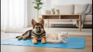 Indian Cat, Dog and Small-Animal Owners Need a Clearer Guide to Cooling