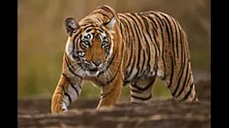 MP News: Tigress From Bandhavgarh Released In Open Forest Of Madhav Tiger Reserve In Shivpuri, Number Rises To Eight--VIDEO