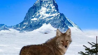 Wolf Recovery Brings Visitors to Rural Regions Across Europe