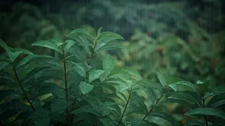 Rain-Smart Kerala Trips Have Entered The Checklist