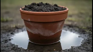 Pots Standing In Rainwater Can Lose The Air Their Roots Require