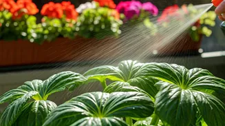 Supercharge Leafy Balcony Flowers Spraying Diluted Homemade Compost Tea