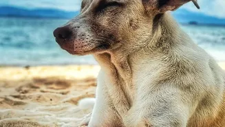 Why Post-Monsoon Humidity Increases Canine Skin Infections And How To Guard Them