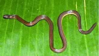 New species of burrowing snake discovered in Meghalaya