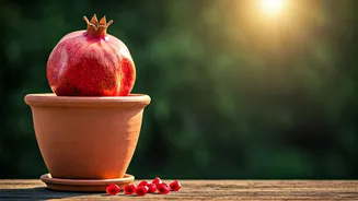 Potted Pomegranate Is Not Just Garden Fantasy