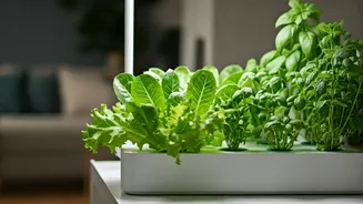 Soil-Free Greens Are The Small-Flat Hack