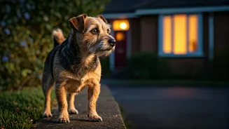 7 Fearless Furry Guardians: Best Small Dog Breeds for Watchdog Duties
