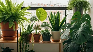 Urban Plant Parenting Becomes Trend