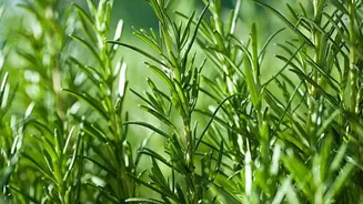 Why rosemary is more than just a kitchen herb