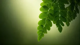 Moringa's Mighty Magic: Unlocking a World of Health with Every Leaf