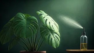 Protect Indoor Foliage From High Humidity With Neem Oil