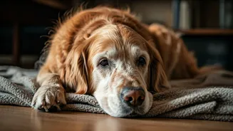 7 Key Signs Your Beloved Dog is Nearing the End of Life