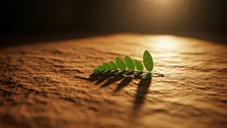 Kaavi Flooring: Kerala's Ancient Cooling Secret Revived for Modern Homes