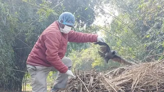 Bihar bird flu alarm: Dead crows test positive; know details