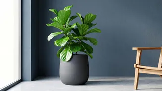 Why A Plant That Thrives In One Indian Home May Struggle In Another