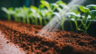 Bengaluru’s Viral Red Sand Tweak For Perfect Monsoon Terrace Farming