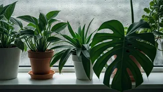 Rainy Weather Calls For Smarter Indoor Gardening