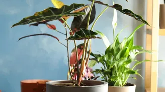 Fresh Interest in Seasonal Home Gardening Keeps Seasonal Garden Planning Anchored to Kharif Timing
