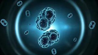 Camel's Nanobodies: A Revolutionary Approach to Combating Dengue in India