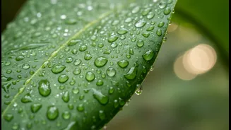 Monsoon Skincare Made Simple For Everyday Use