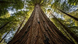 Giants of the Forest: Unveiling Earth's Record-Breaking Trees