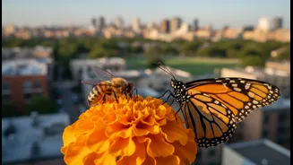 Bees, Butterflies And Marigolds Belong In Cities