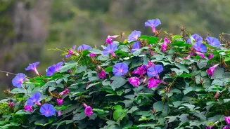 Visitors Can Photograph Neelakurinji but Must Never Pluck the Blooms