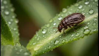 How Humid Indoor Enclosures Unwittingly Accelerate The Lifecycle Of Monsoon Flea Clusters