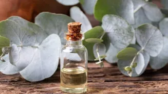 Why eucalyptus is valued for respiratory wellness