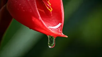 Awapuhi Wonder: Unlock Lustrous Locks with Nature's Shampoo Ginger Secret!