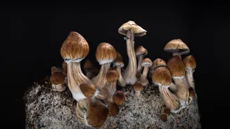 Estudo revela como substância de cogumelos alucinógenos"reprograma"conexões cerebrais
