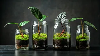 Display Rare Dark Velvet Philodendrons In Glass Jars