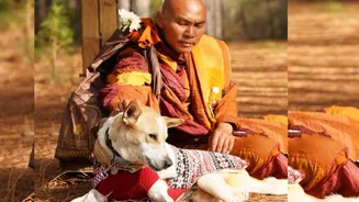 The story of Aloka, Indian street dog who is walking for peace with Buddhist monks