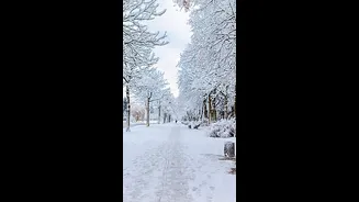 Shimla To Manali: 5 Places In India To Experience White Christmas This December