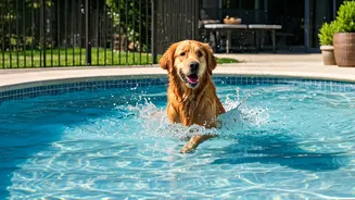 Furry Friends Make Waves At Luxury Boarding Splash Pools