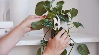 How to prune indoor climbing plants