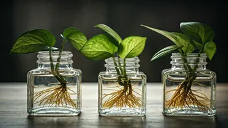 Propagating Pothos Stems Inside Old Clear Inkwells Looks Gorgeous