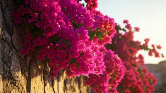 Bougainvillea's Journey: From South American Explorer's Find to India's Beloved Climber