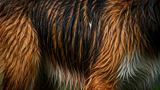Damp Coats Can Make Pets Itchy Fast
