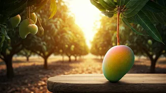 Malda: India's Mango Metropolis and Why May is the Perfect Time to Savor Its Sweetness