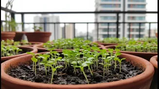 What Young Indians Should Understand about Bengaluru's Rain-Fed Planting Window