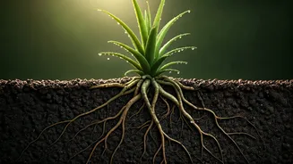 Healthy Roots Are The New Beauty Flex
