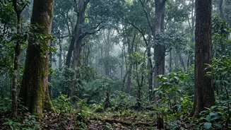 Odisha Orangutan Discovery Shows The Urgent Need For Forest Conservation