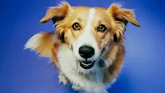 India’s Petcare Industry Is Expanding As Demand Spreads Beyond Major Metros