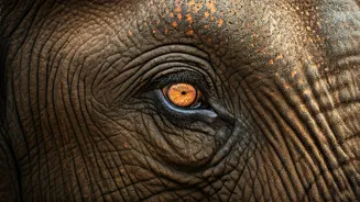 The Enigmatic World of Elephants: Unveiling Their Secret Lives and Surprising Traits