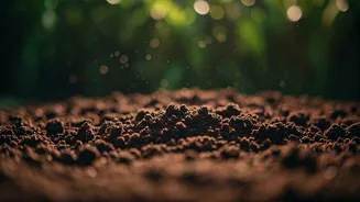 Monsoon Garden Prep Starts Under The Soil