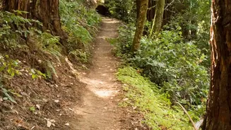 The New South Andaman Birding Trail Sharpens the Question of Low-Impact Etiquette
