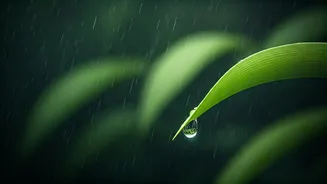 Simpler Habits Are Winning The Monsoon Months