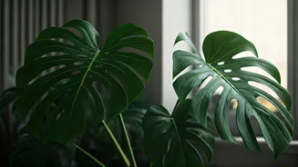 Why Good Ventilation Matters For Indoor Plants